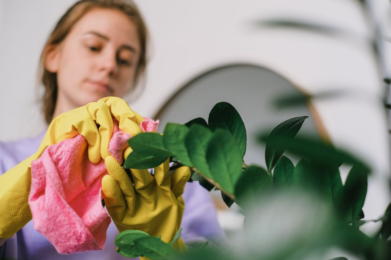 services-02 A woman cleans indoor plant leaves with gloves and cloth, focusing on plant care.